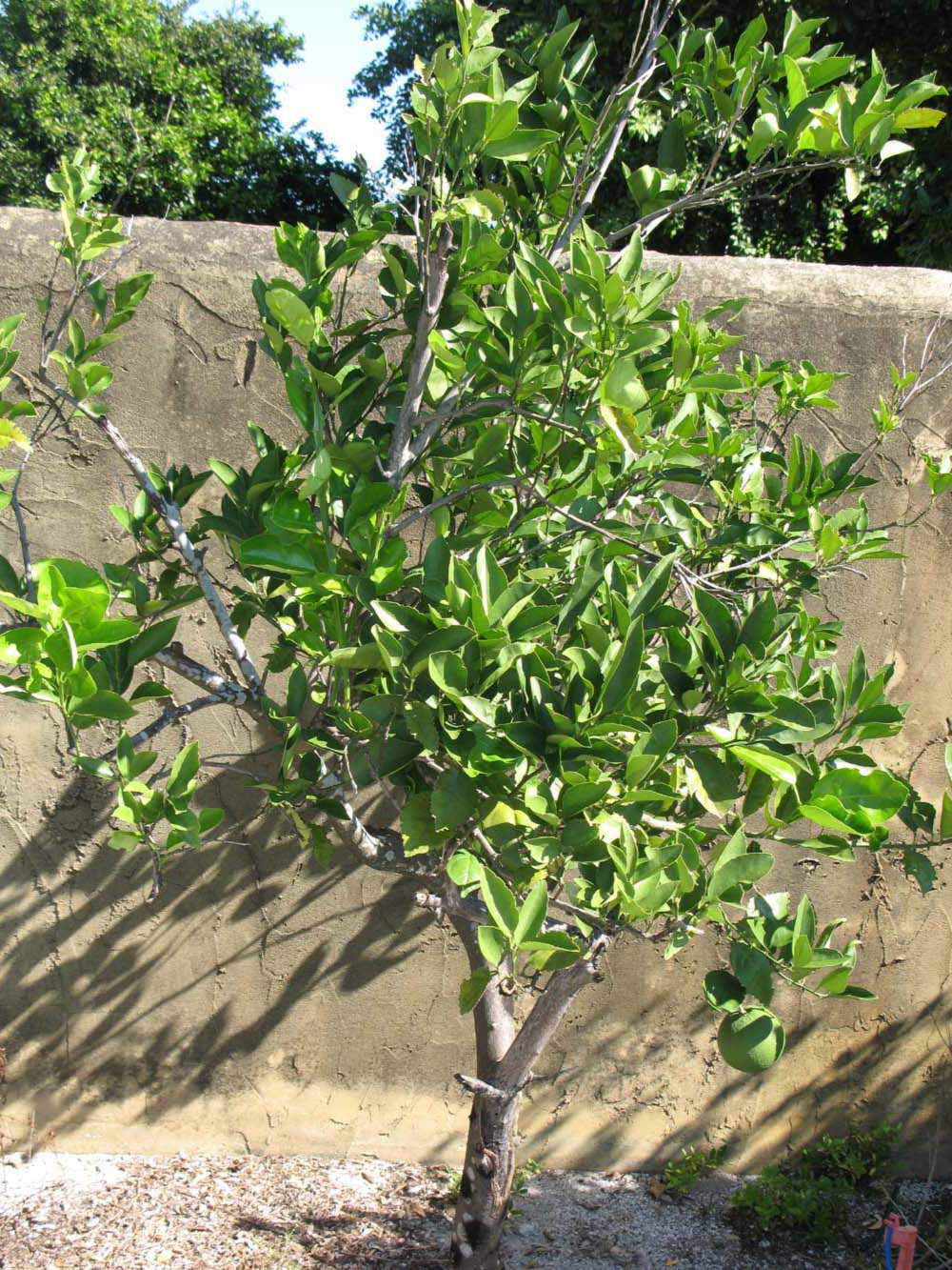            Habit (Winter Haven, FL)   